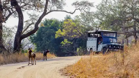 African Safari Adventures